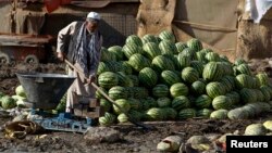 تربوز افغانستان کیفیت عالی دارد٬ اما هنوز هم واردات میوه ها به ویژه تربوز از ایران بازار فروش تربوز را درهرات متاثر ساخته است