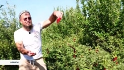 "Резеңке қарбыз" бен "қағаз сәбіз" неге көбейді?