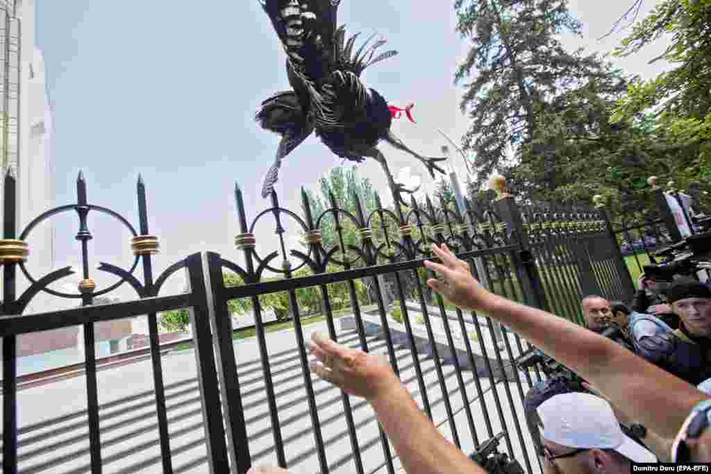 A man throws a turkey over the fence of the Moldovan presidential building as a sign of contempt for the president during a protest by Democratic Party supporters in Chisinau on June 9. (epa-EFE/Dumitru Doru)