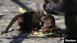 Majmuni foshnje që ishte rrëmbyer në Kopshtin zoologjik në Shkup