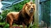 Hirman The Persian lion who passed away 