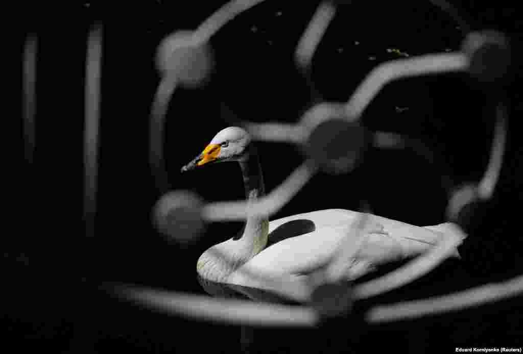 A swan swims at a pond in a park in the Russian city of Stavropol. (Reuters/Eduard Komiyenko)