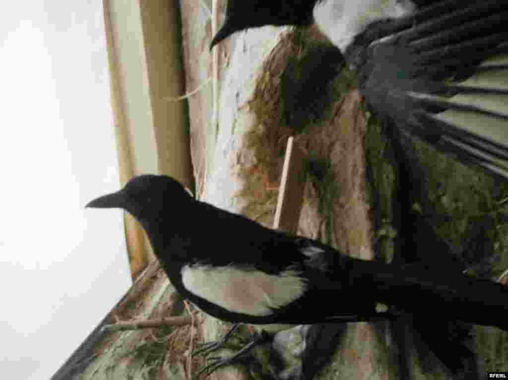 Рангҳои Помир #13