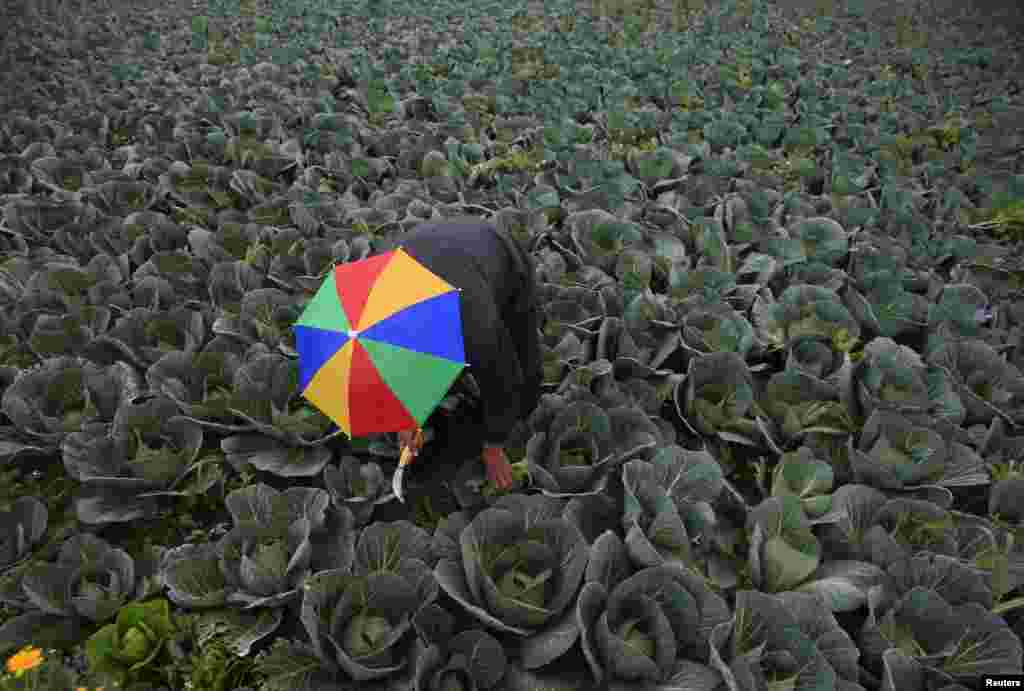 A farmer harvests broccoli in the town of Al-Ansariyeh, south of Sidon. (Reuters/Ali Hashisho)