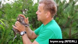 Крымский бизнесмен Олег Зубков с новорожденным амурский леопардом, июнь 2017 года