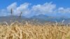 В Кыргызстане предлагают вернуть НДС на импорт зерна