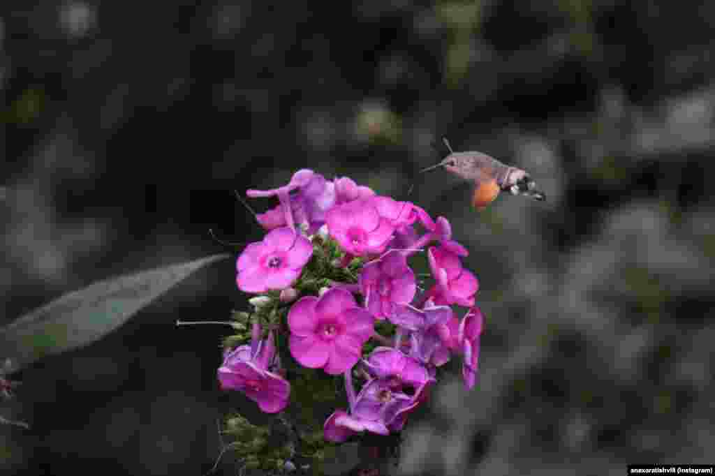 anaxaratishvili-ს სხვა ფოტოები ნახეთ მის ინსტაგრამის არხზე