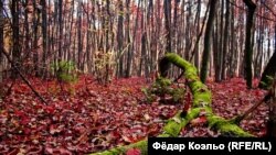 Гай у Баранавічах увосень. Фота Фёдара Коэльо