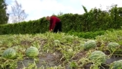 ابتکار باغبان روس برای پرورش هندوانه