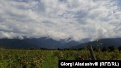 Виноградники в Кахетії – одному з великих виноробних регіонів на півдні Грузії. Вересень 2019 року