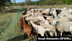 У Празі вже кілька років існує проєкт, у рамках якого до благоустрою лісопаркових зон замість людей та техніки залучають фермерських тварин. 