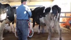 غور کې د لبنیاتو د تولید او پروسس لومړنی مرکز