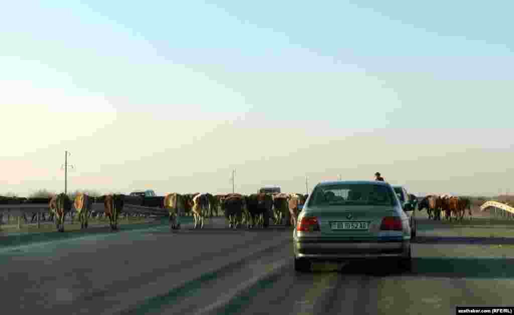 Iri şahly mallar ýoly geçýärler.