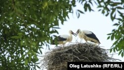 Беларуская сям'я, Гарадзенская вобласць, аўтар Oleg Latushko