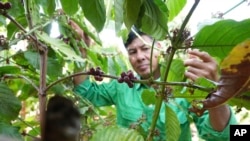 Vietnamul este unul dintre cei mai mari producători mondiali de cafea.