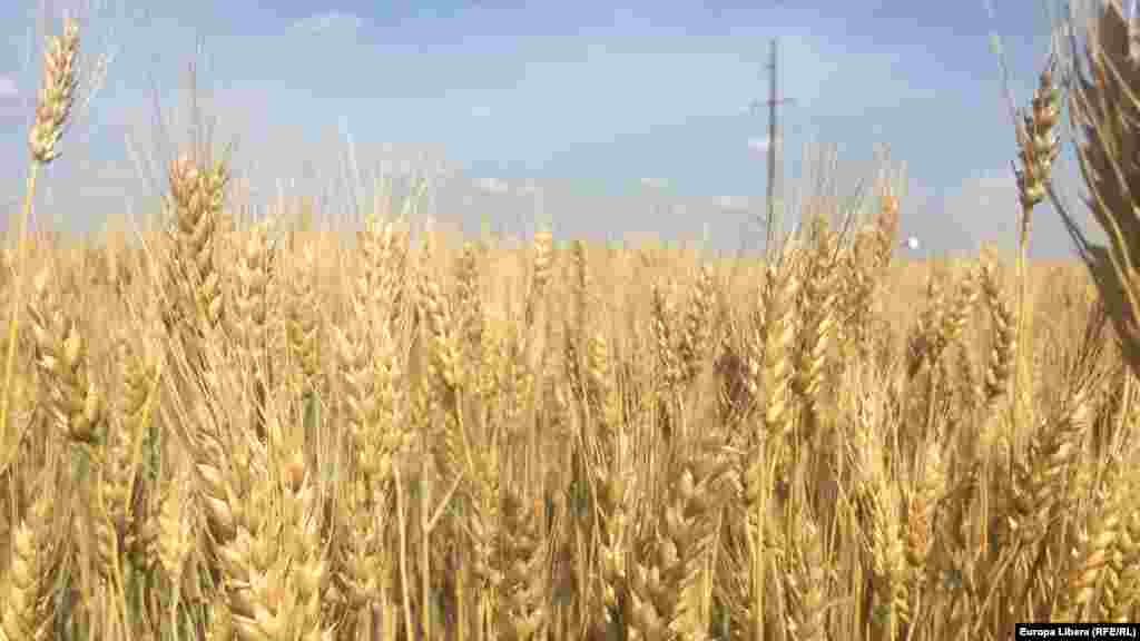 Урожай озимой пшеницы