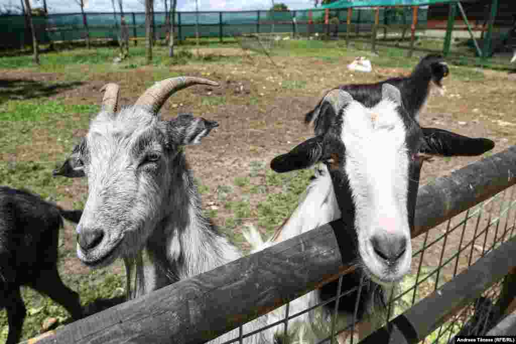 La Sanctuarul Libearty se află și alți locatari, strânși de personal de la oameni care n-au putut avea grijă de aceste animale.&nbsp;