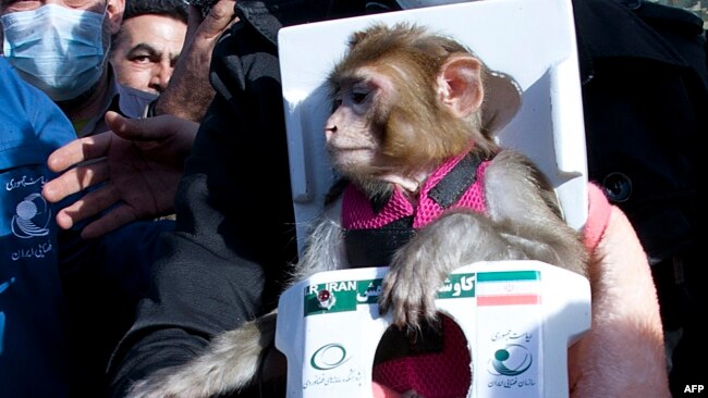 Fargam the space monkey returned alive after being sent into space in December 2013.