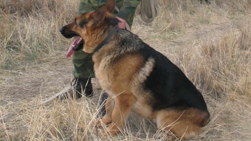 Следком проводит проверку информации о нападении собаки на ребенка в Керчи