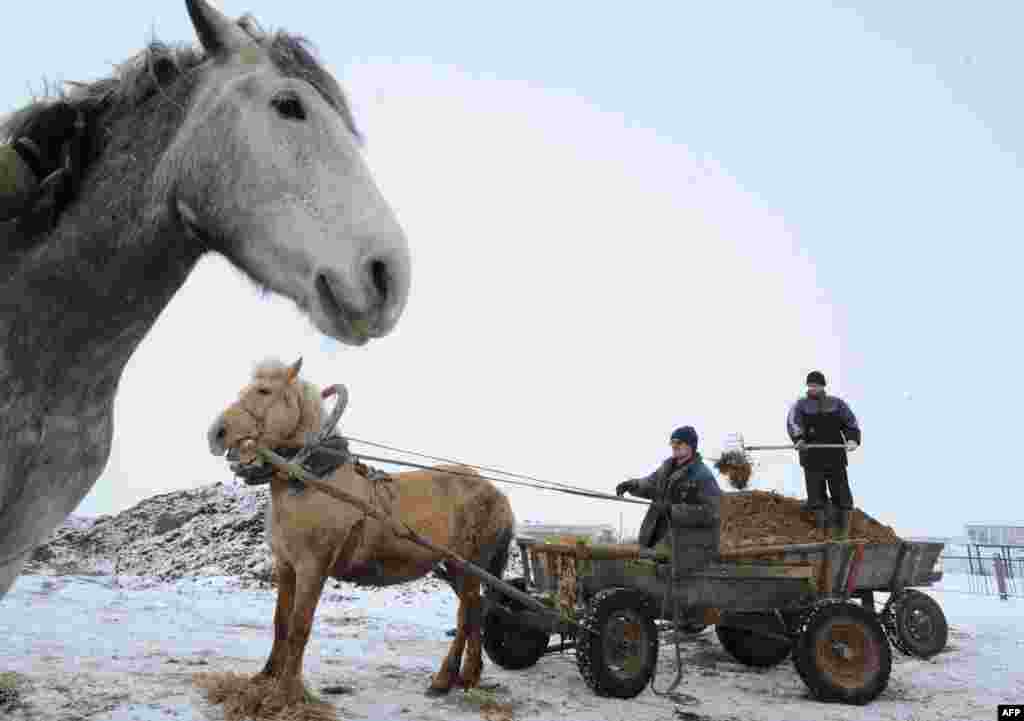 Farmers load a horse-drawn cart in the Belarusian village of Zapesochie. (AFP/Viktor Drachev)