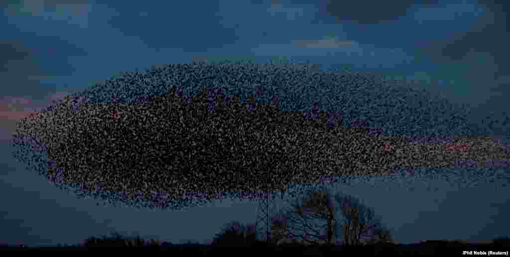 A murmuration of starlings is seen across the sky near the town of Gretna Green, Scotland. (Reuters/Phil Noble)