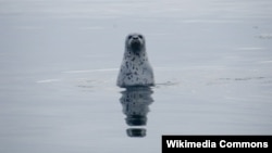 A spotted seal in Russian waters (photo by M. Cameron for the U.S. National Oceanic and Atmospheric Administration)