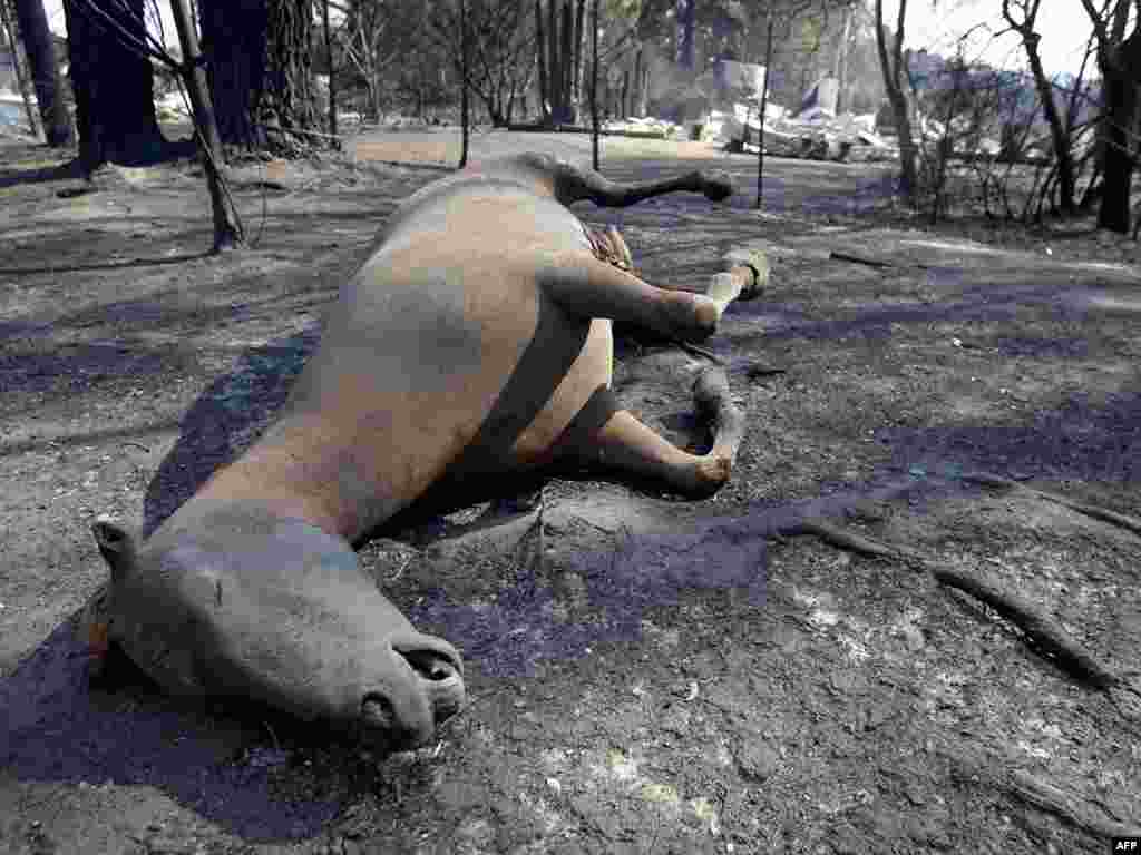 Лесные пожары в Австалии унесли не менее 131 человеческой жизни и погубили массу животных