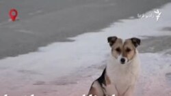 انتظار یک سگ برای صاحبی که پیدا نشد