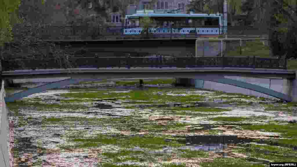 Русло Салгира в прошлом году капитально очистили от иловых отложений и мусора, но с приходом весны оно вновь густо зарастает травой