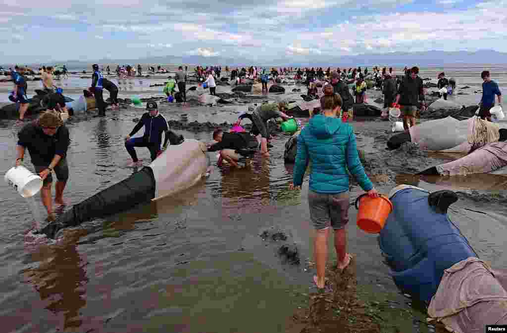 Volunteers in New Zealand try to keep alive some of the hundreds of pilot whales after one of the country&#39;s largest recorded mass whale strandings, in Golden Bay at the top of South Island. More than 650 pilot whales beached themselves. About 335 are dead, 220 remain stranded, and 100 are back at sea as of February 11. (Reuters/Ross Wearing)