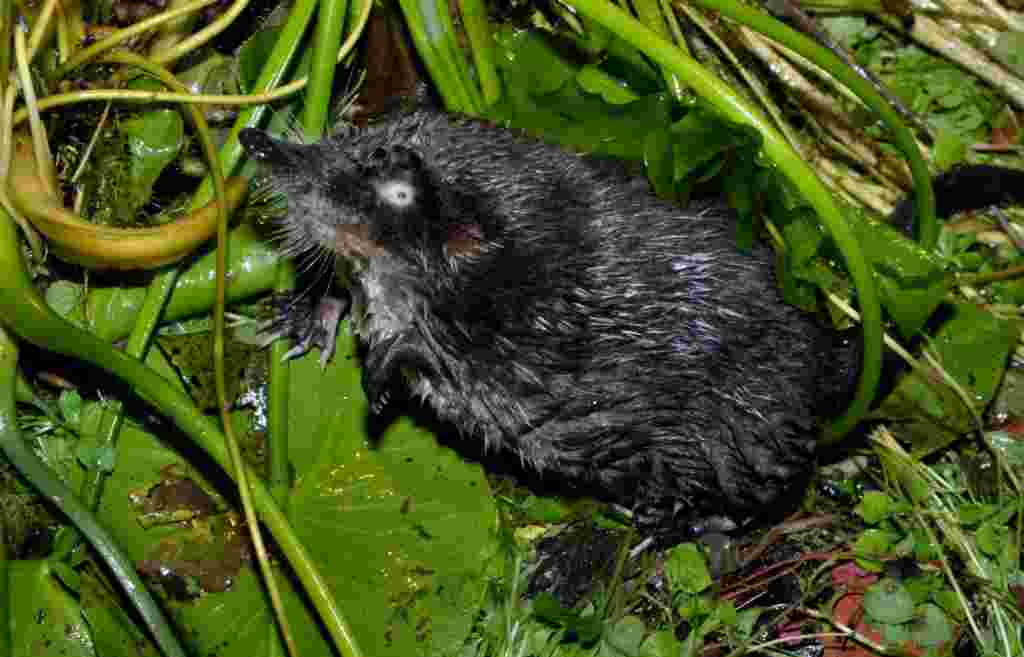 The semiaquatic Russian Desman can still be found on the banks of the Volga, Don, and Ural rivers. However, it&#39;s population numbers were seriously dented by hunters harvesting its much sought-after fur. Although it is now a protected species, loss of habitat means that there only some 40,000 in the wild.