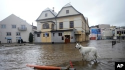 Un câine în centrul inundat al orașului Jesenik, din nord-estul Cehiei, duminică, 15 septembrie. 