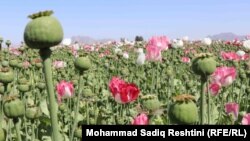 آرشیف، کشت کوکنار در ولایت کندهار