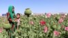 Câmp de maci pentru producția de opiu în Afganistan.
