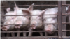 Чума свиней в Крыму: эпидемия или бизнес