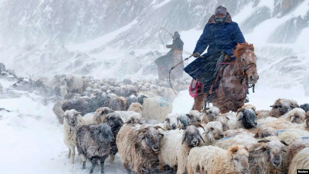 Ethnic Kazakhs herd their sheep amid a heavy snowfall in Yili, Xinjiang Uighur Autonomous Region.