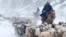 Ethnic Kazakhs herd their sheep amid a heavy snowfall in Yili, Xinjiang Uighur Autonomous Region.