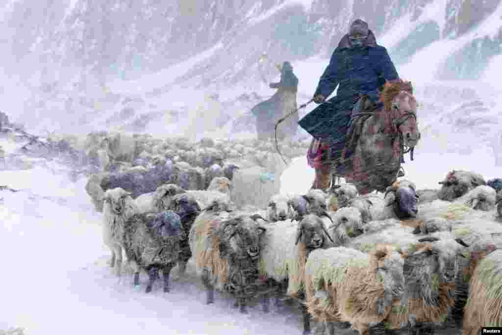 Kazakhs herd their sheep in heavy snowfall in the Xinjiang Uighur Autonomous Region of China, on March 15, 2015. (Reuters/China Daily)