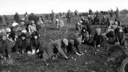 Сбор мёрзлого картофеля в колхозе им. Демьяна Бедного, с. Удачное Гришинского района Донецкой области, 1933 год