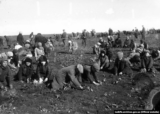 Ілюстрацыйнае фота. Дзеці зьбіраюць мерзлую бульбу на калгасным полі (Украіна, 1933 год)