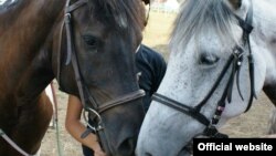 Алан считает лошадей неповторимыми и предельно тонко чувствующими человека созданиями, они способны в нюансах улавливать настроение хозяина