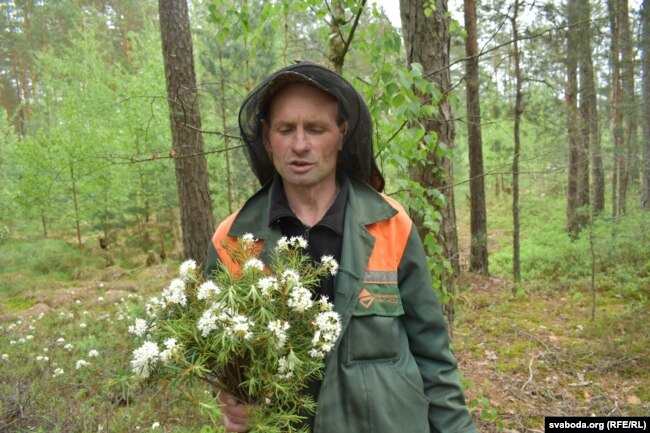 Васіль Назаранка з паўахапкам багуну