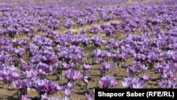 کشتزارهای زعفران در هرات
