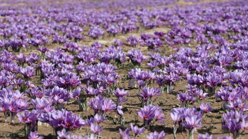 ‎فروش زعفران به افغانستان ۲۶ میلیون دالر عاید داشته است‎