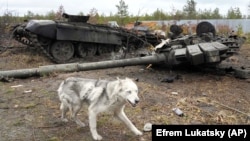 A dog runs past a Russian tank destroyed during fighting outside Kyiv in early April.