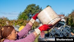 2025 წელს, ყურძნის საპროგნოზო მოსავალი 250-300 ათას ტონის ფარგლებშია.