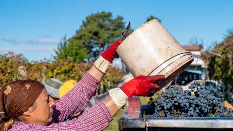 წელს ღვინის კერძო კომპანიებზე სუბსიდია აღარ გაიცემა – ყურძენს მხოლოდ სახელმწიფო კომპანია ჩაიბარებს
