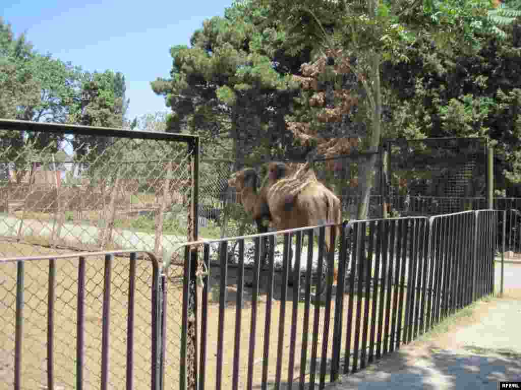 Zoopark "əhli" və yay istiləri #15