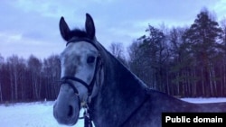 Любовь к лошадям заставляет десятки тысяч жителей Литвы ежегодно собираться на берегах Сартая