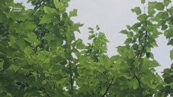 Чаро зардолупарварони Суғд имсол ғамгинанд?

